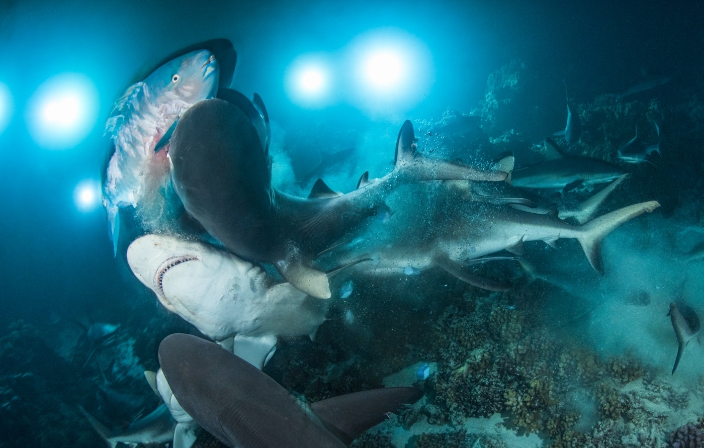 Fotos del mar del concurso Underwater Photographer of the Year 2019