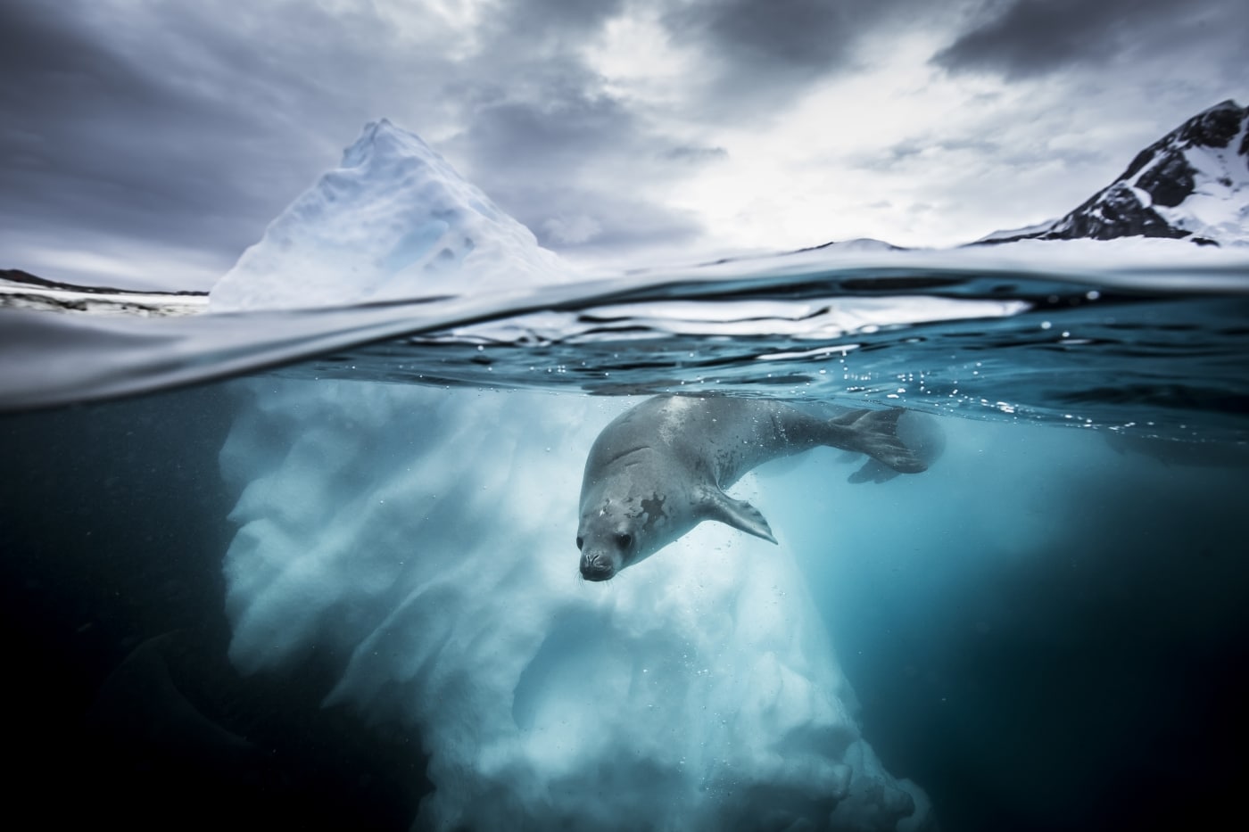 Concurso de fotografía subacuática