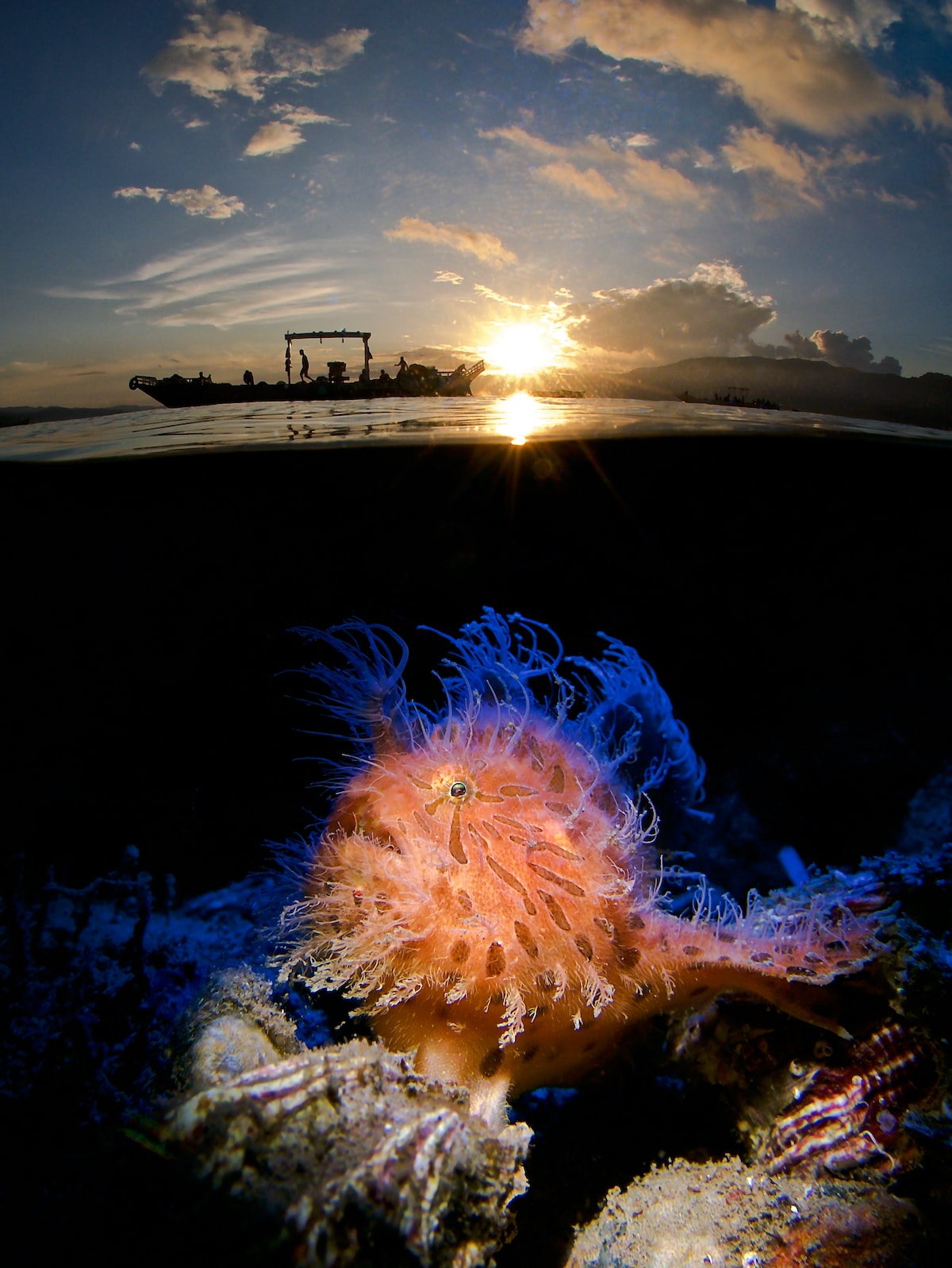 Fotos del mar del concurso Underwater Photographer of the Year 2019