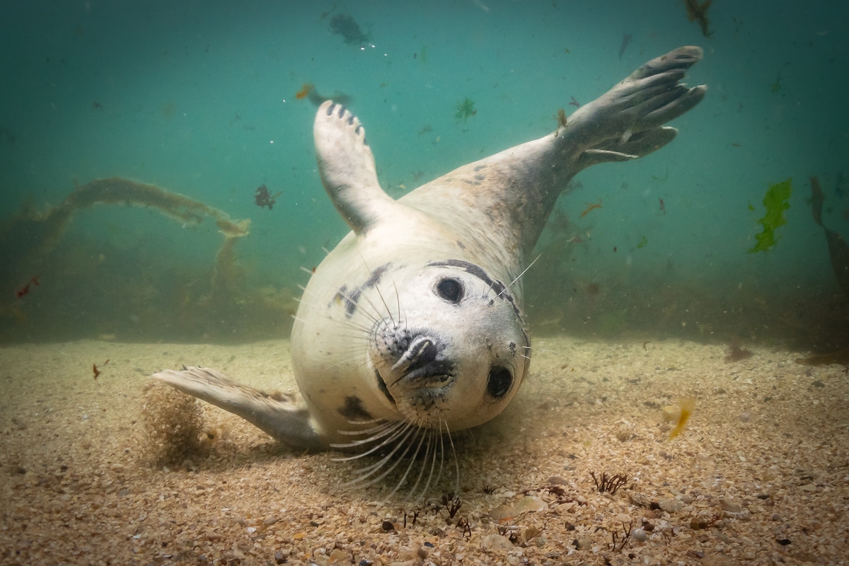 Ocean Photographs in Underwater Photographer of the Year 2019