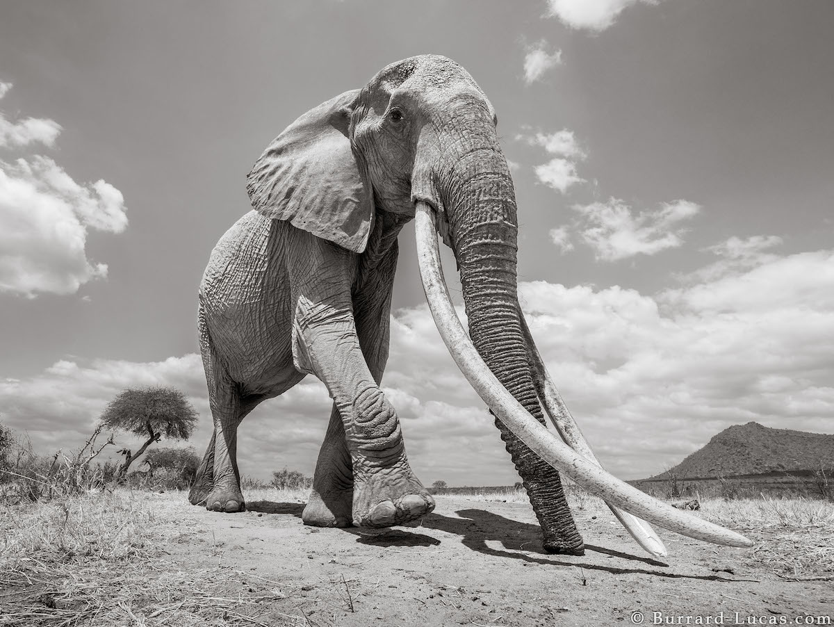 Fotografías de elefantes africanos por Will Burrard-Lucas