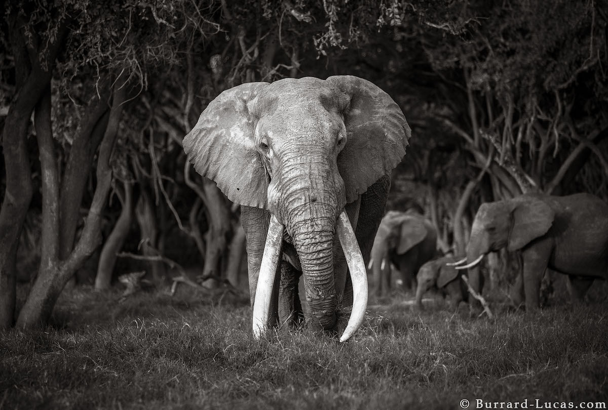 Fotografías de elefantes africanos por Will Burrard-Lucas