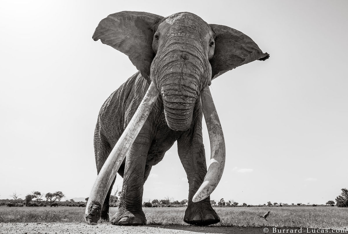 Photos of Elephants in Kenya