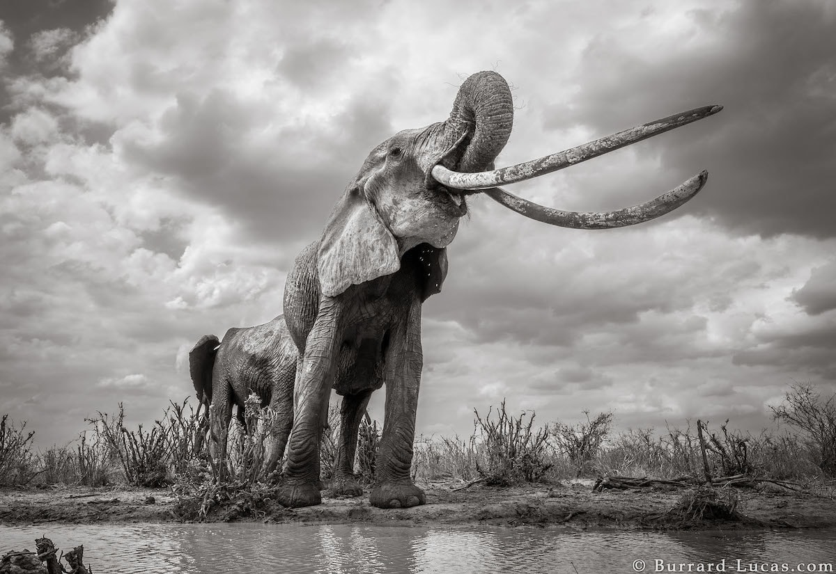 Photo of Elephants with Trunk Up