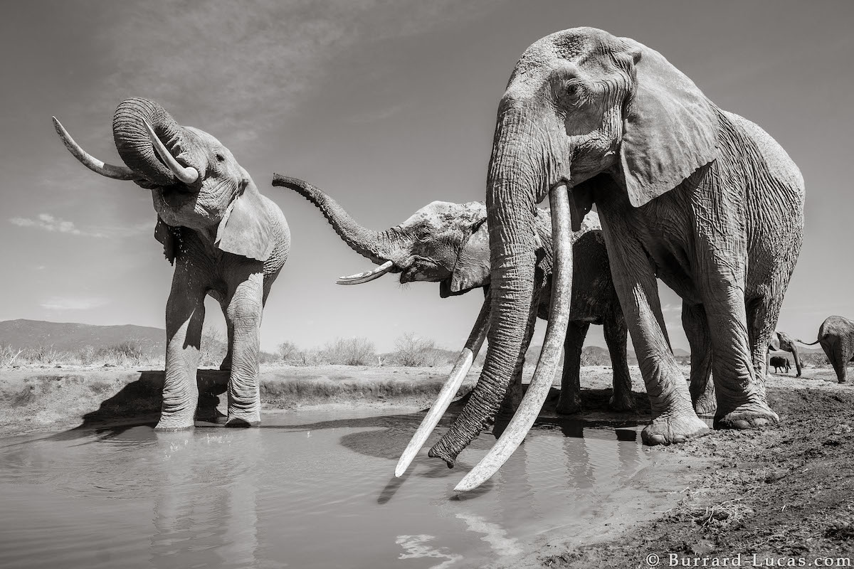 Fotografías de elefantes africanos por Will Burrard-Lucas