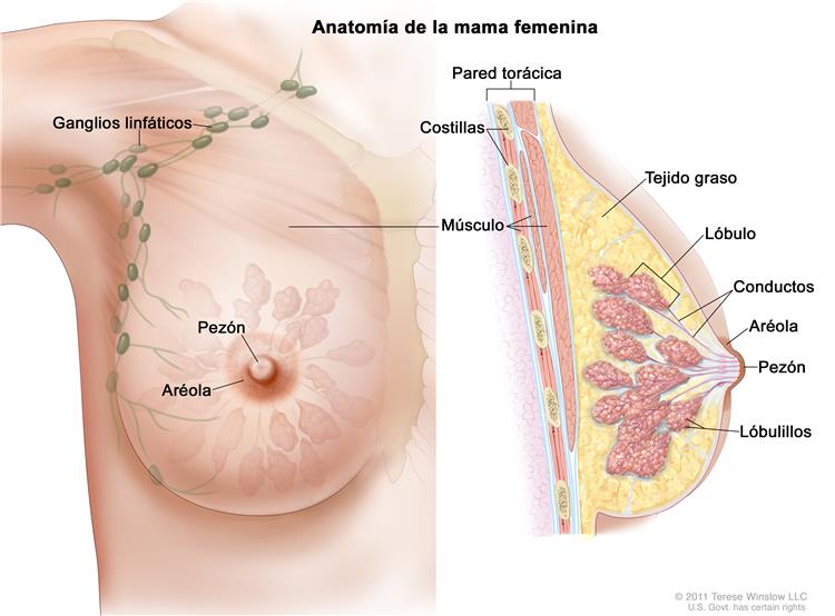 Anatomía de la mama femenina