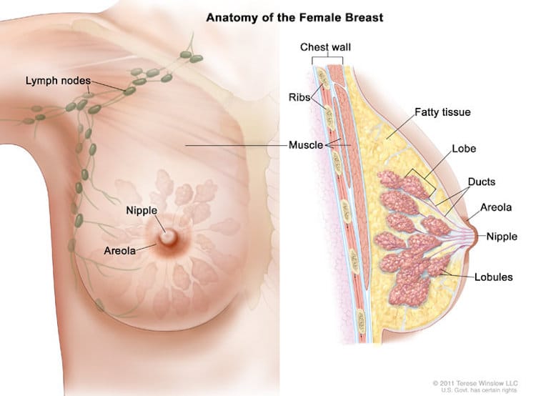 Anatomy of the Female Breast