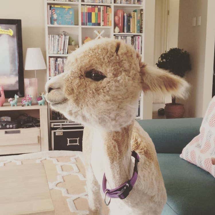 Alfie la Alpaca en Adelaide Mascota Alpaca Instagram