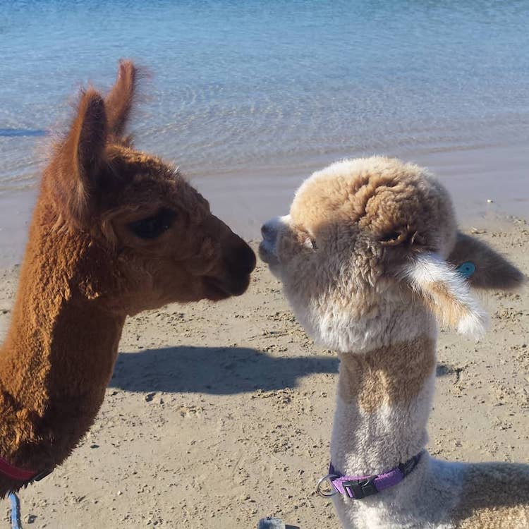 Alfie la Alpaca en Adelaide Mascota Alpaca Instagram