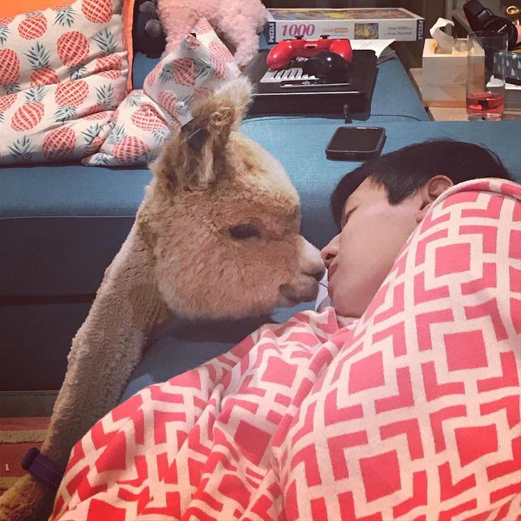 Alfie la Alpaca en Adelaide Mascota Alpaca Instagram