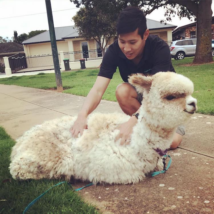 Alfie the Alpaca in Adelaide Pet Alpaca Instagram