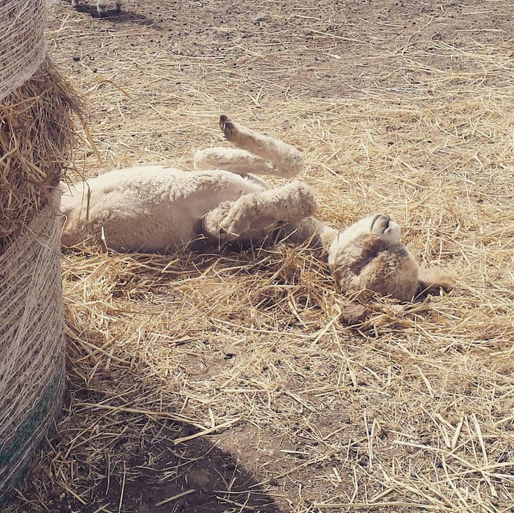 Alfie la Alpaca en Adelaide Mascota Alpaca Instagram