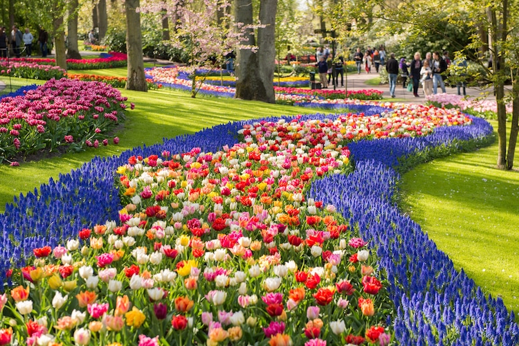 Keukenhof Flower Garden in the Netherlands