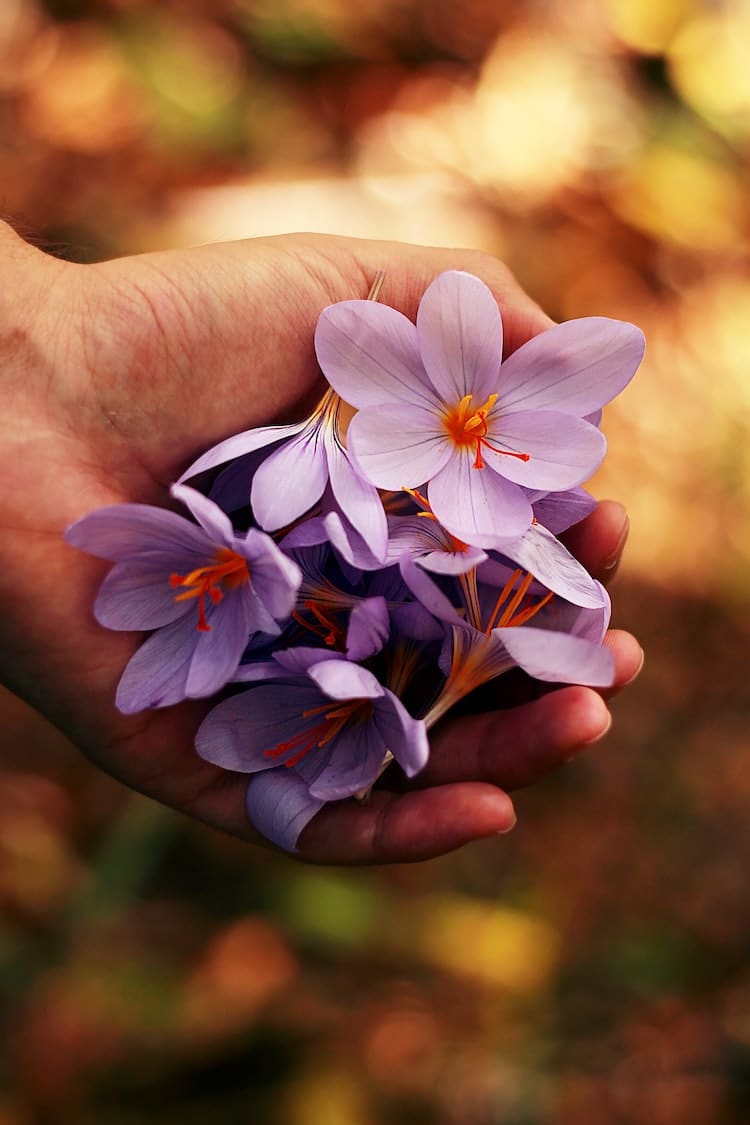 Photo of Flowers