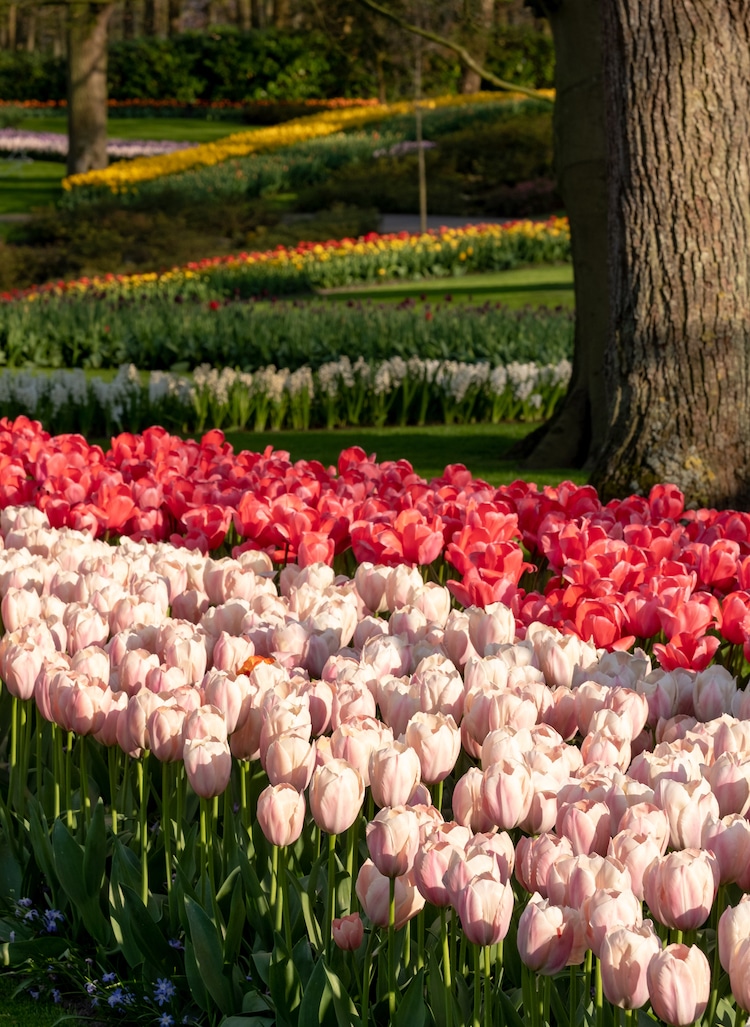 Jardín de flores de Keukenhof en los Países Bajos