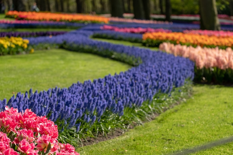 Keukenhof Flower Garden in The Netherlands