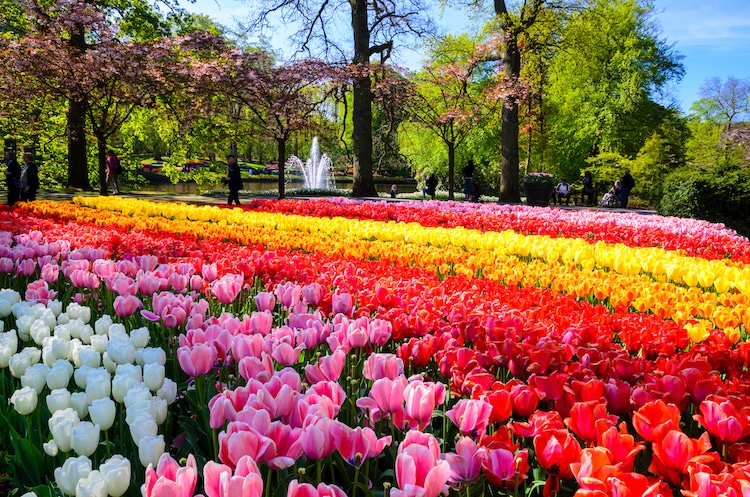 Jardín Keukenhof en Lisse, Países Bajos