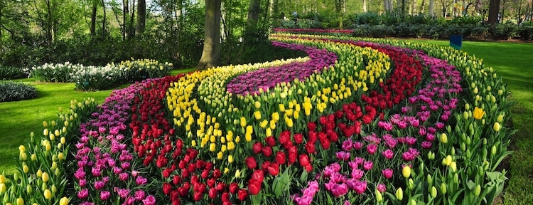 Tulips in the Netherlands