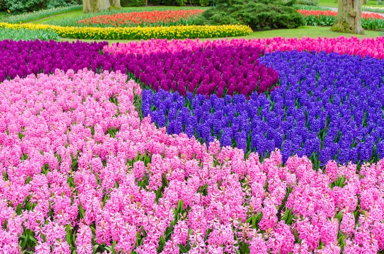 Jardín de Keukenhof en Lisse, Países Bajos