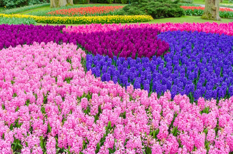 Keukenhof Garden in Lisse, Netherlands