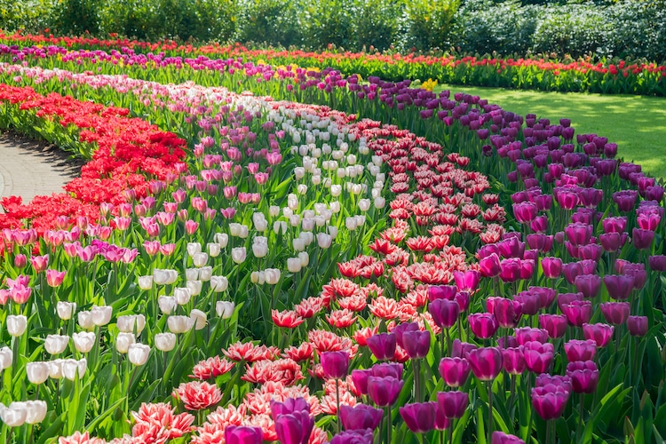 Enjoy Over 7 Million Blooms in Holland's Largest Flower Garden