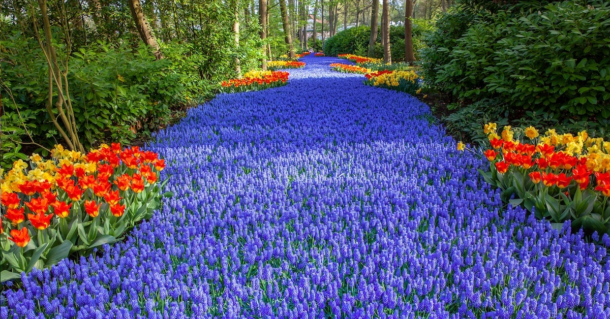 Enjoy Over 7 Million Blooms in Holland's Largest Flower Garden