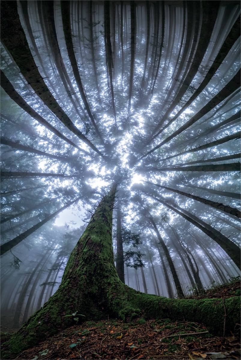 fotografía de bosques por Manuelo Bececco