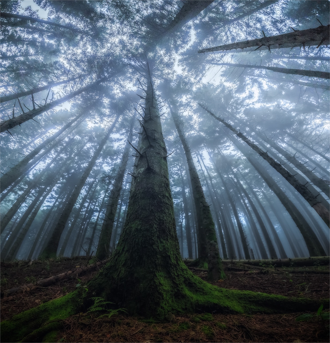 fotografía de bosques por Manuelo Bececco