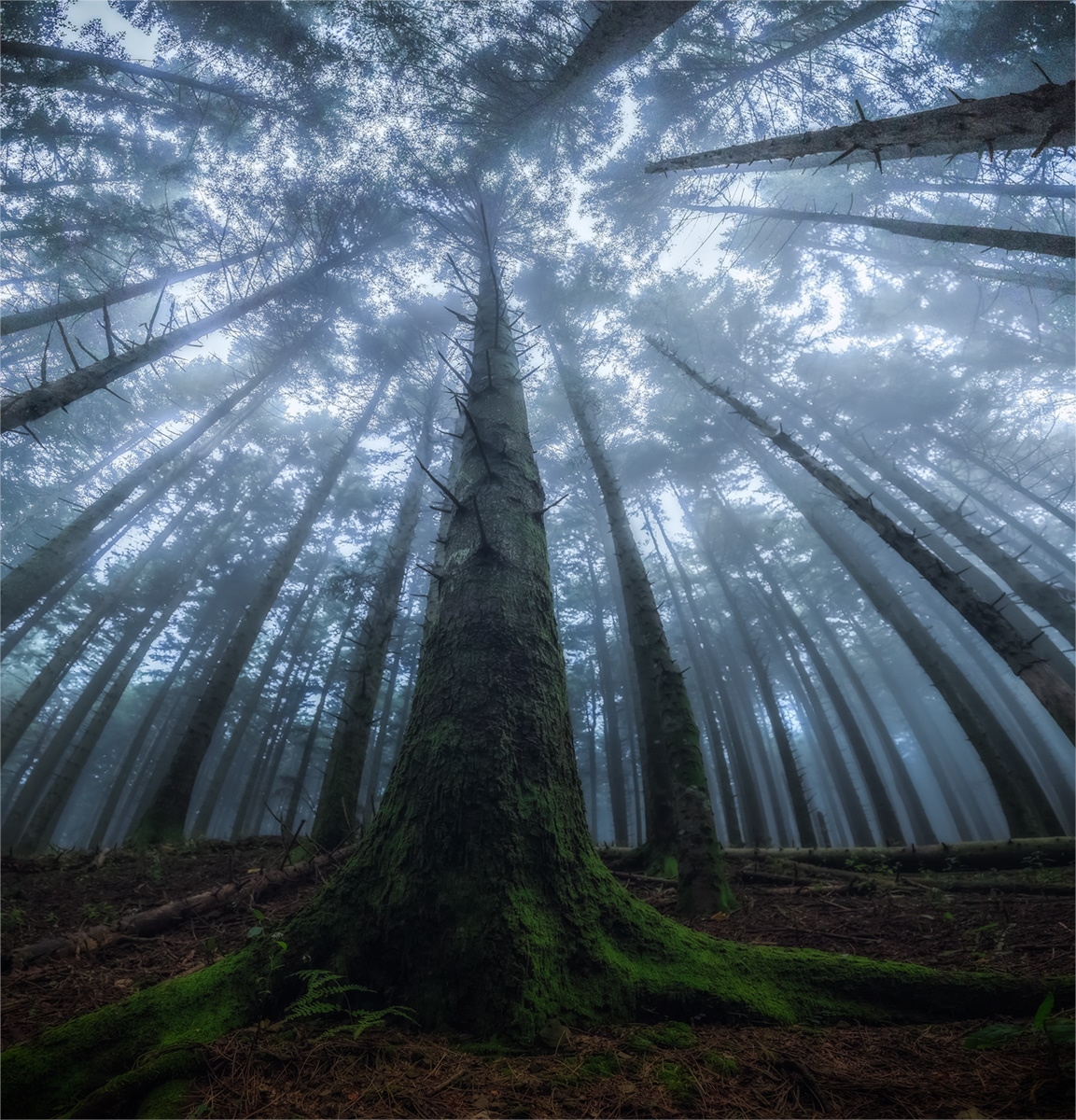 Beautiful Photos by Manuelo Bececco Captures the Essence of the Forest