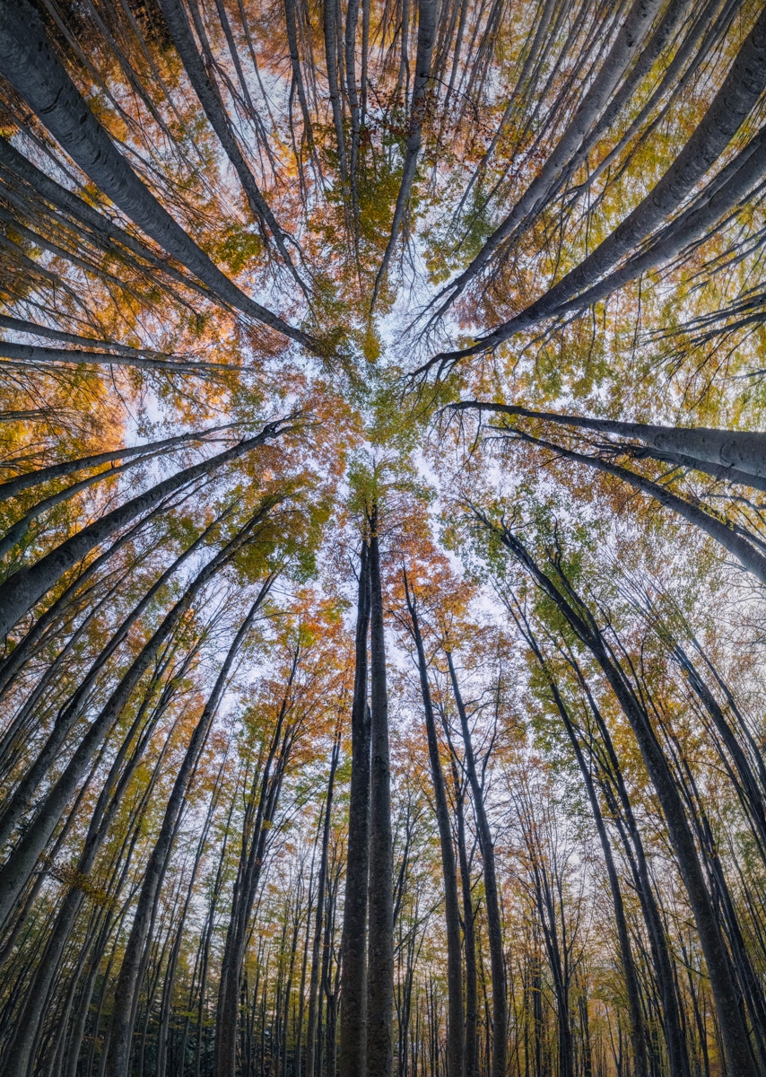 fotografía de bosques Manuelo Bececco