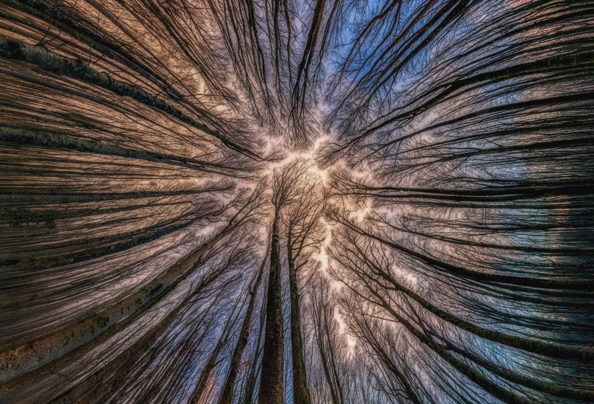 Photo of Trees by Manuelo Bececco