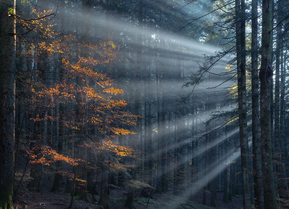 fotografía de bosques misteriosos