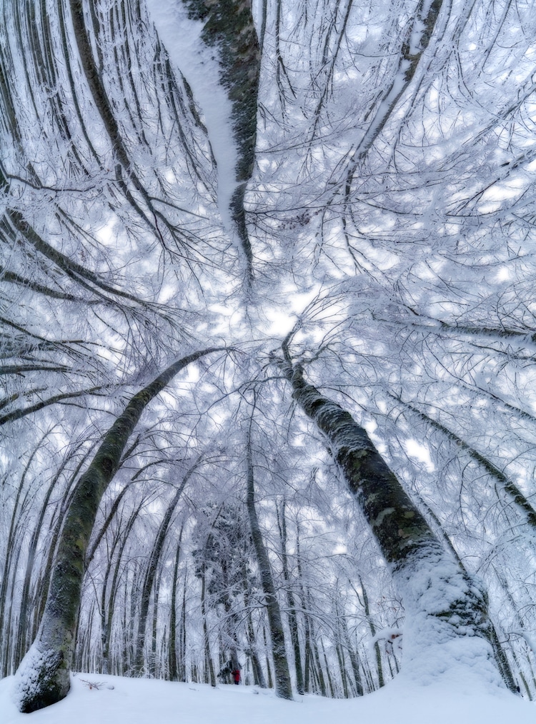 bosque nevado por Manuelo Bececco