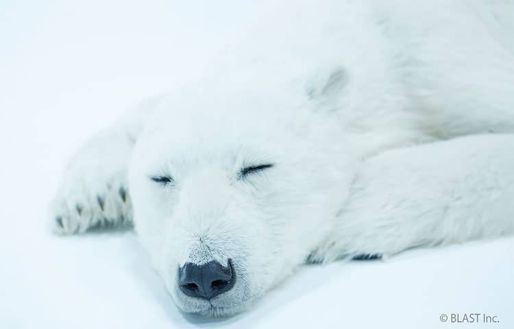 Escultura de oso polar por ANIMALS AS ART