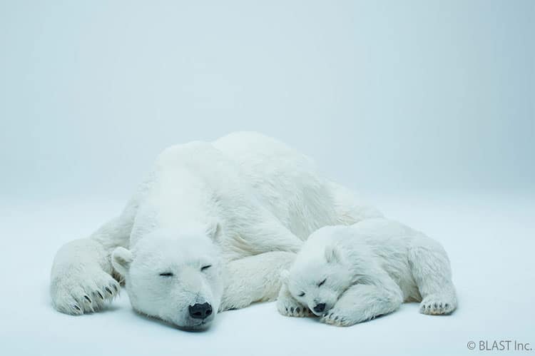 Polar Bear Sculpture by ANIMALS AS ART