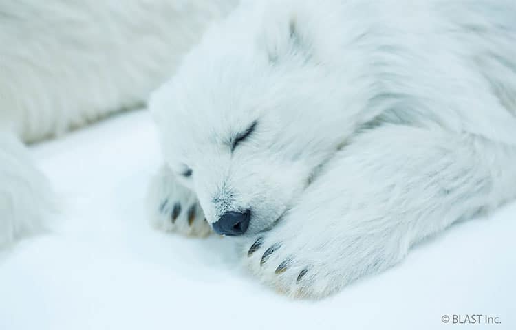 Polar Bear Sculpture by ANIMALS AS ART