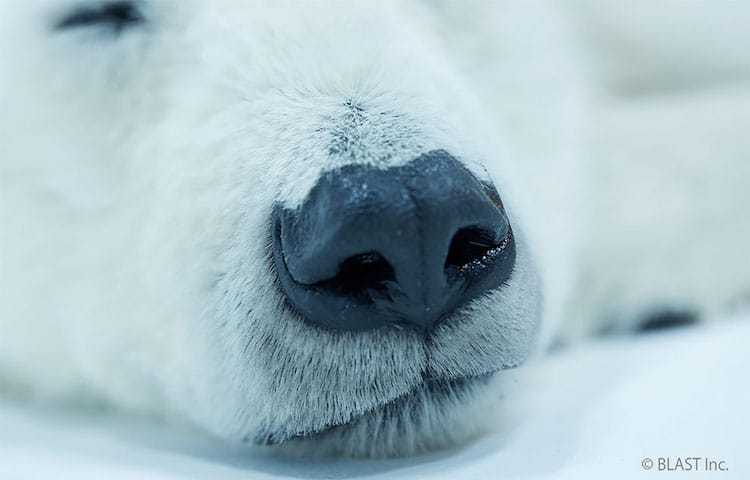 Imitación de oso polar disecado