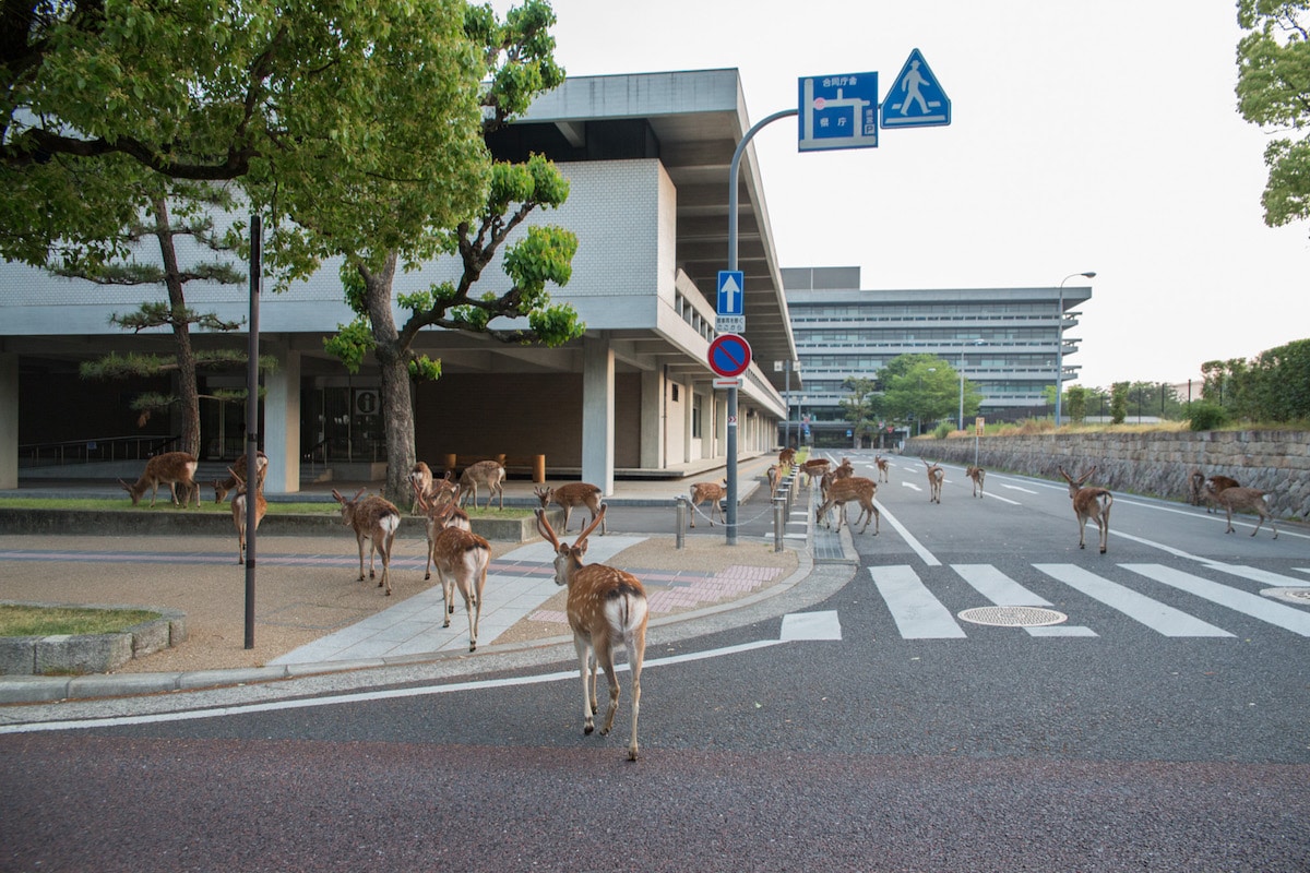 Sika Deer Nara Japan Beyond the Border by Yoko Ishii