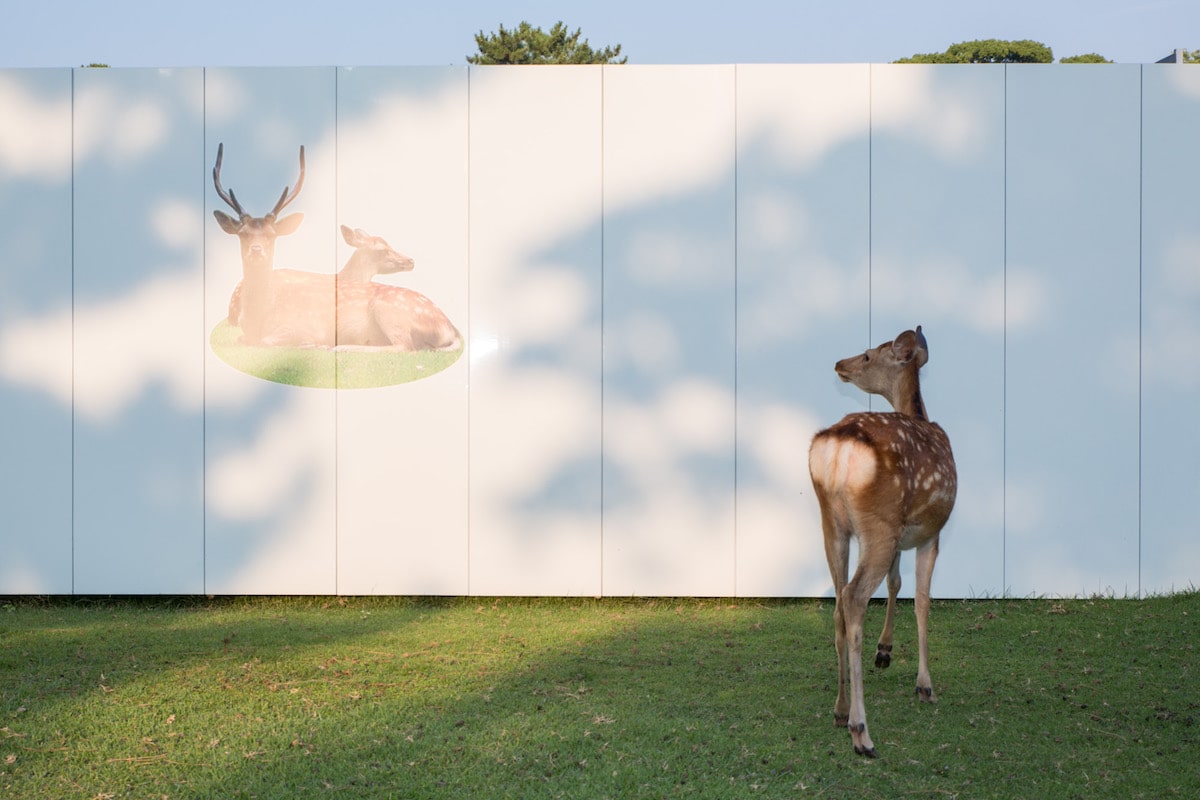 Sika Deer Nara Japan Beyond the Border by Yoko Ishii