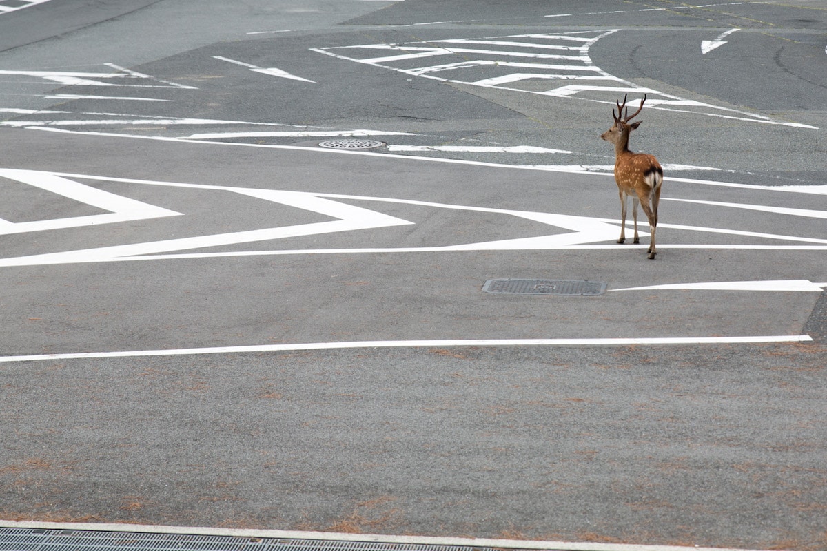 Ciervos japoneses en Nara - Beyond the Border por Yoko Ishii