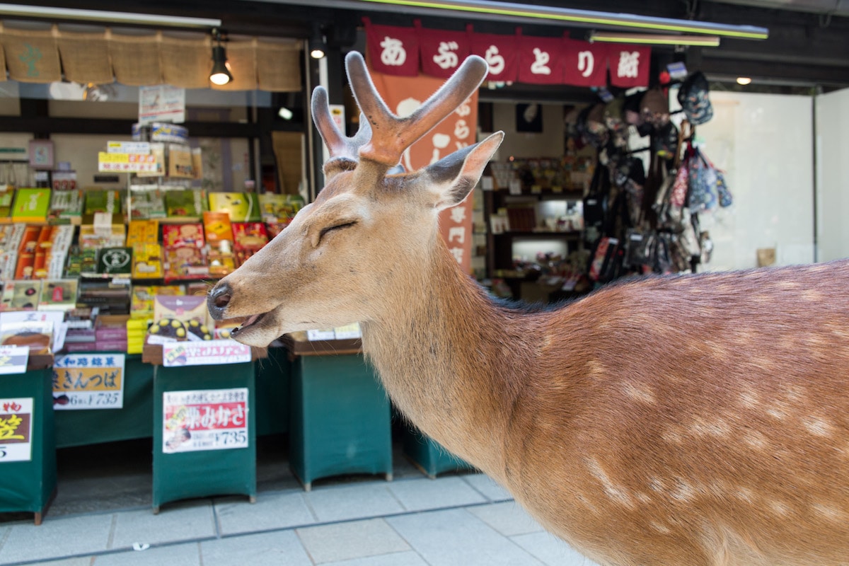 Ciervos sika en Nara, Japón