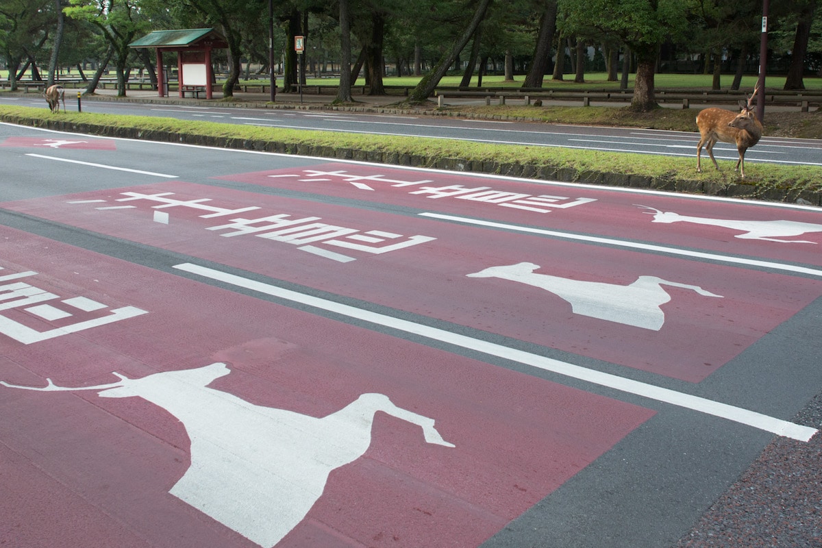 Sika Deer Nara Japan Beyond the Border by Yoko Ishii