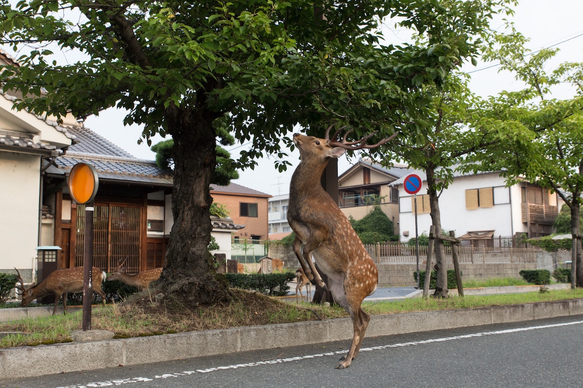 Ciervo sika en Nara, Japón por Yoko Ishii