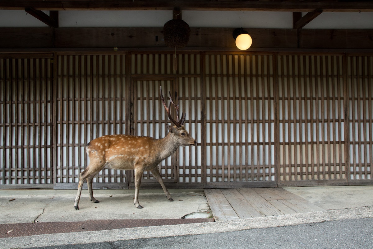 Ciervos en Nara, Japón por Yoko Ishii