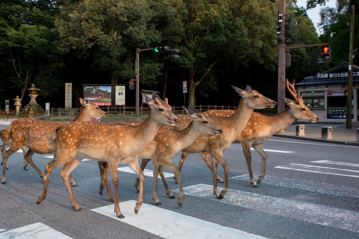Ciervos sika en Nara, Japón - Beyond the Border por Yoko Ishii