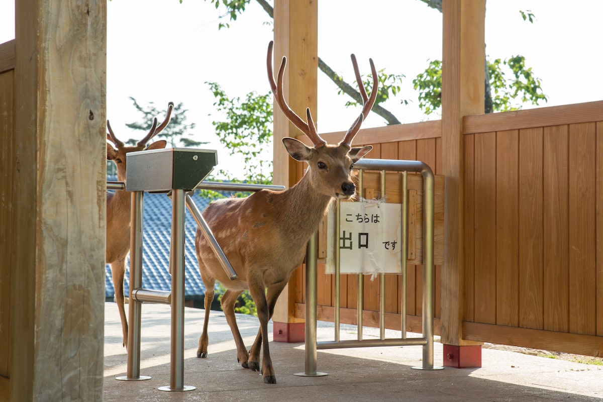 Ciervos en Nara, Japón por Yoko Ishii