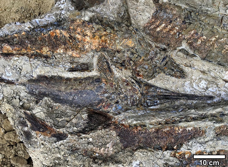 Fósiles hallados en Tanis