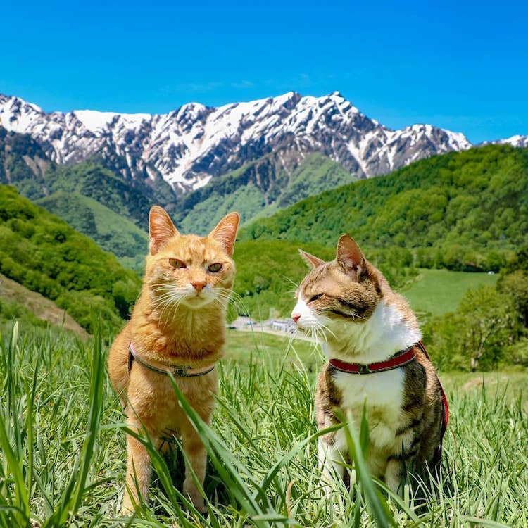 man travelling with cats