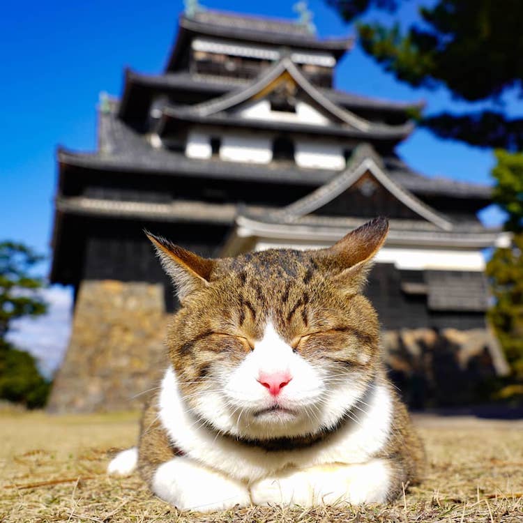 Gatos viajando por Japón