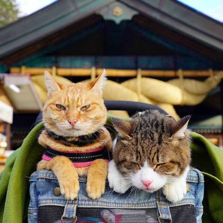 Gatos de viaje por Japón